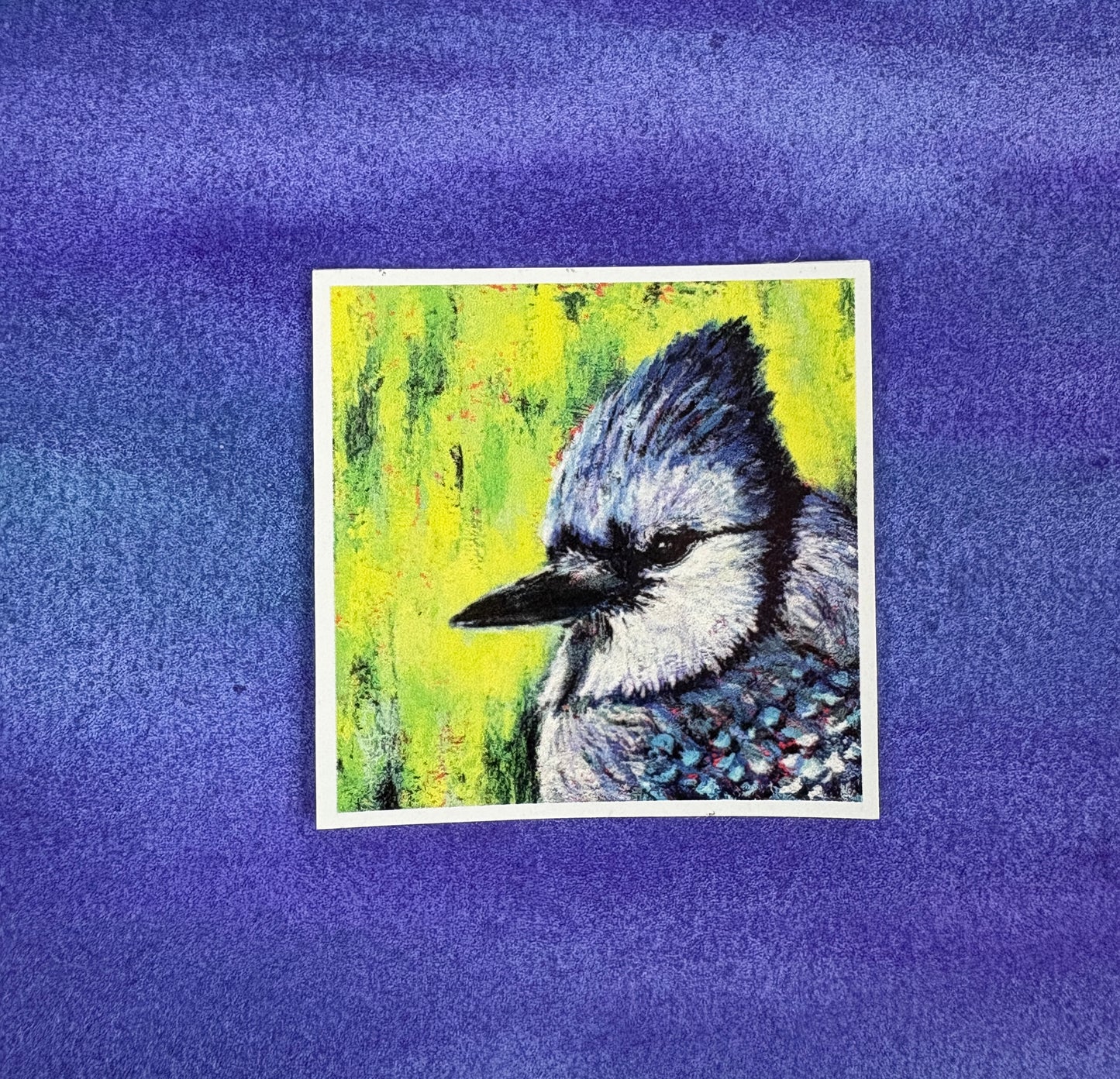 Bluejay’s Gaze - Sticker