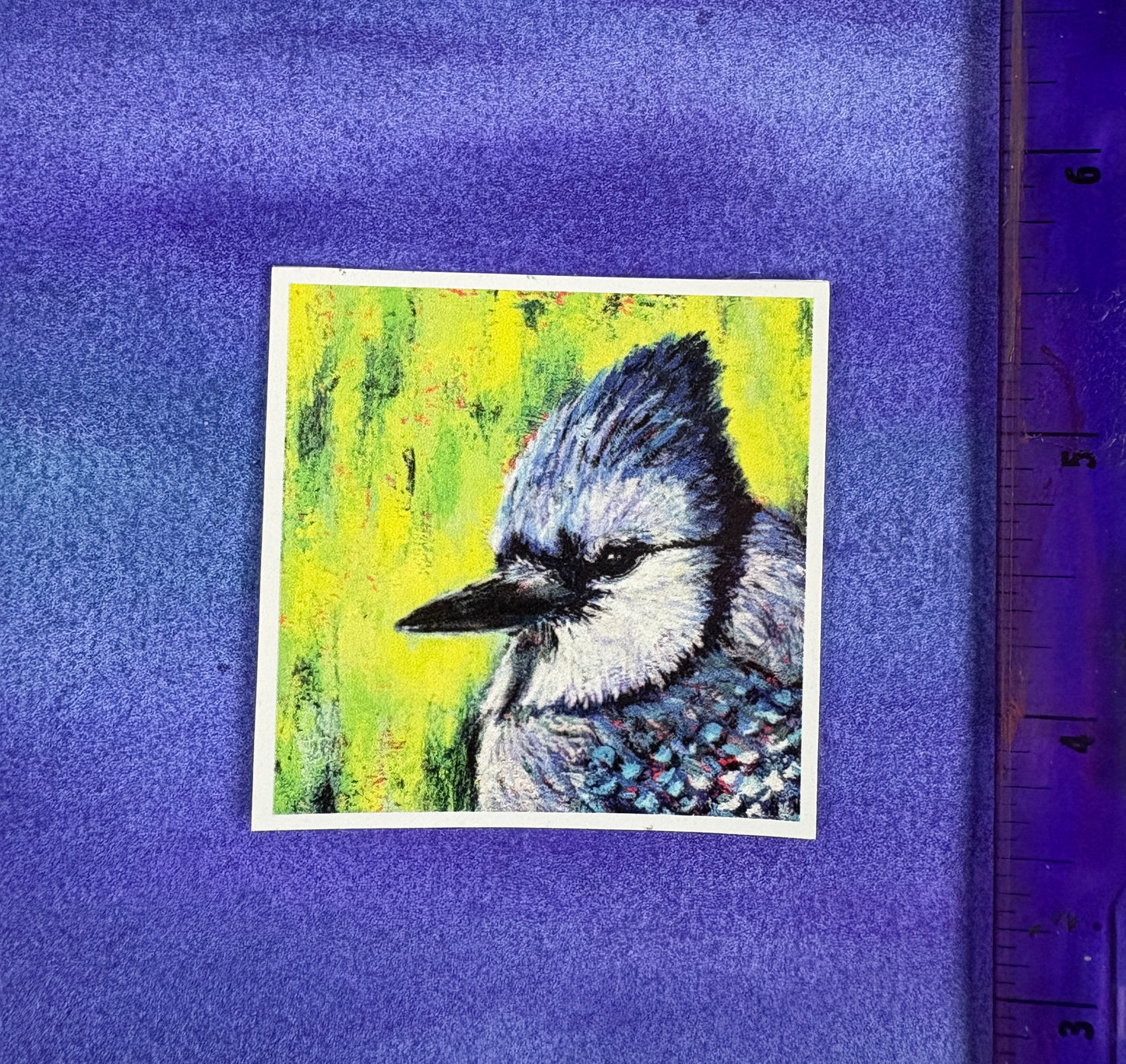 Bluejay’s Gaze - Sticker